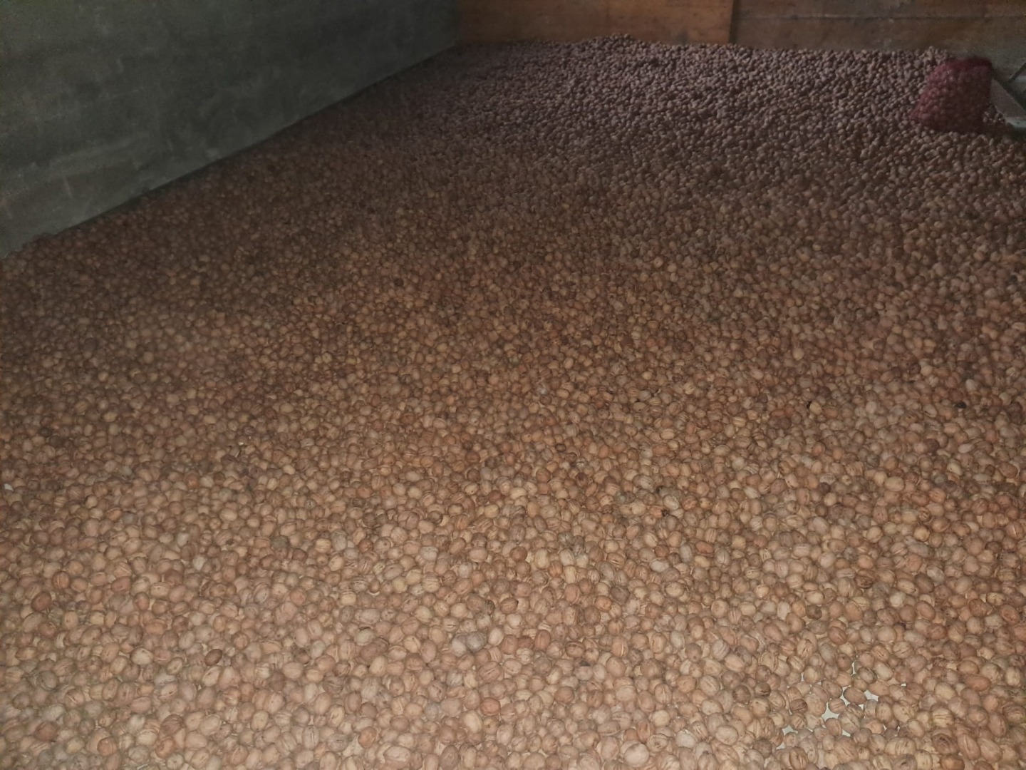 Se venden nueces SECAS con cáscara a granel de la variedad FRANQUETTE