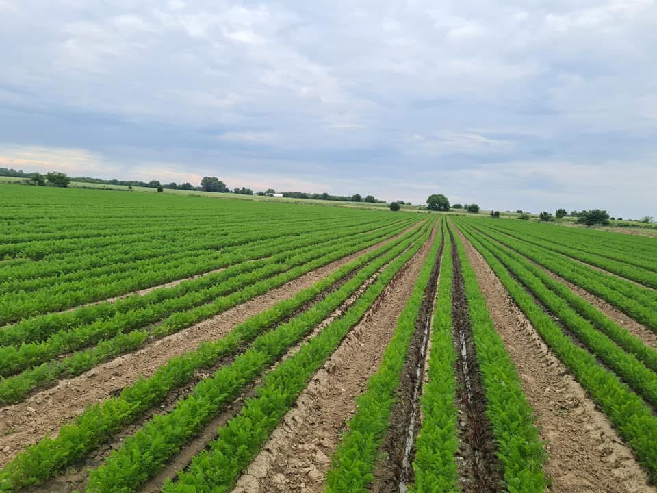 Somos una empresa familiar que cultiva zanahorias con certificación GLOBAL.GAP durante todo el año en 800 hectáreas de terreno agrícola