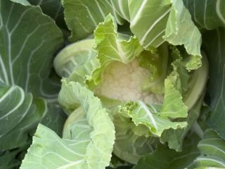Vendo coliflor santa maria, aproximadamente 2-3 toneladas.