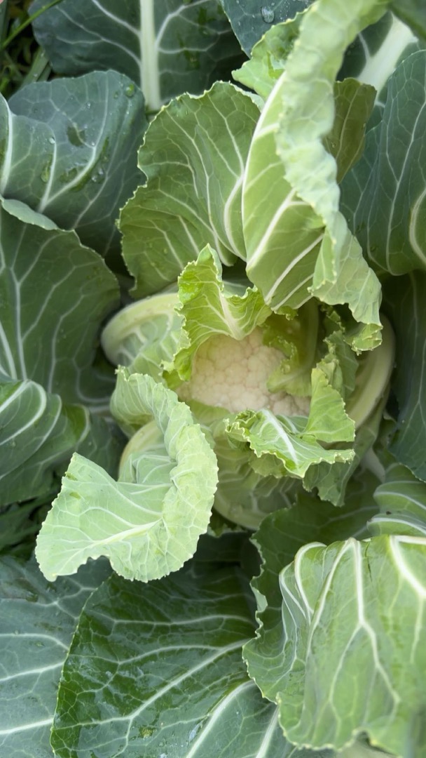 Vendo coliflor santa maria, aproximadamente 2-3 toneladas