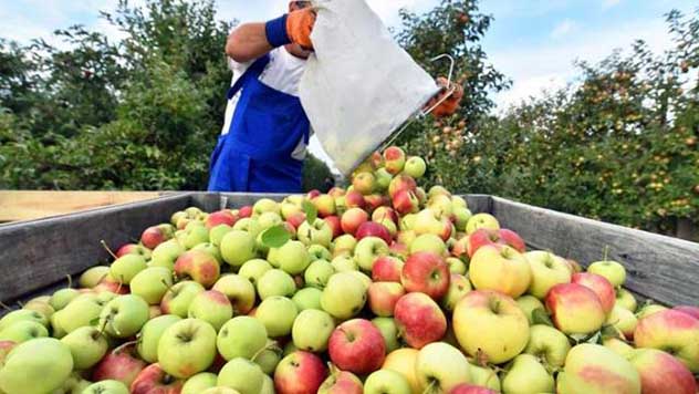 ¡Podemos ofrecer entre 50 y 200 toneladas de diferentes variedades de manzanas para zumo!