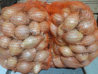 Vendo cebollas dulces de exhibición de la cosecha de
