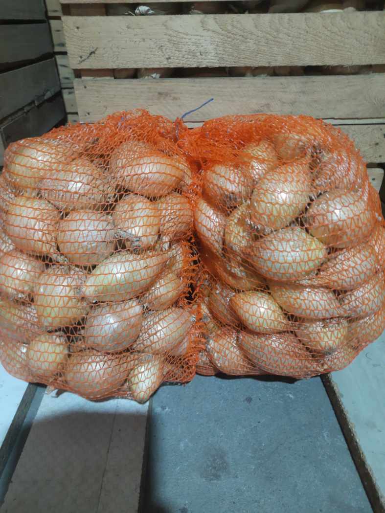 Vendo cebollas dulces de exhibición de la cosecha de este año