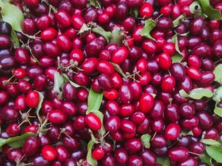 Se venden 200 kg de cornejo Juliusz (Cornus mas