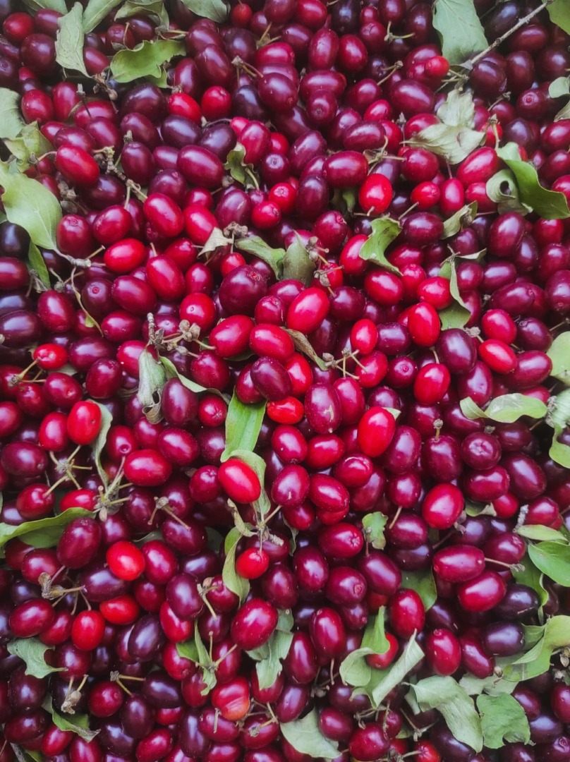 Se venden 200 kg de cornejo Juliusz (Cornus mas Juliusz)