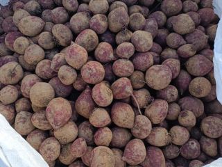 Vendo remolacha roja de la variedad Monty. El producto
