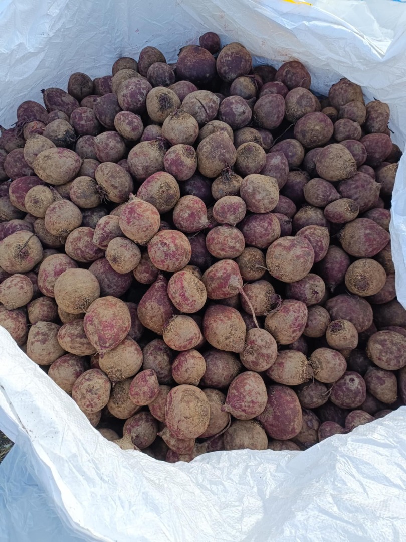 Vendo remolacha roja de la variedad Monty