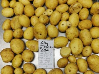 Vendo papas grandes, variedad Lilly. Por camión, directamente de