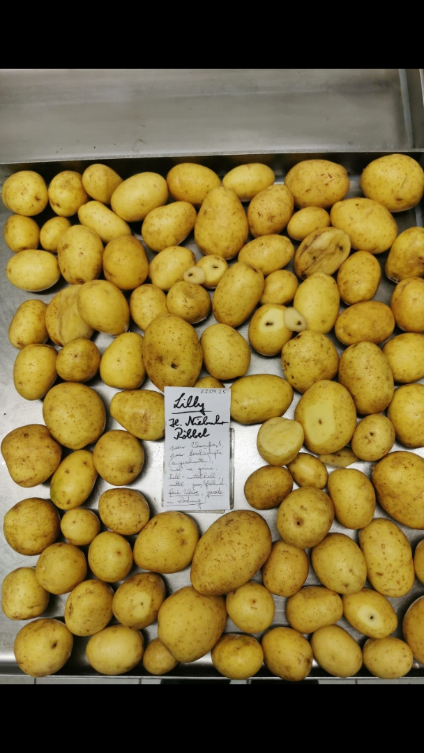 Vendo papas grandes, variedad Lilly