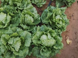 Buenas lechugas romana isasa y iceberg Precio se puede