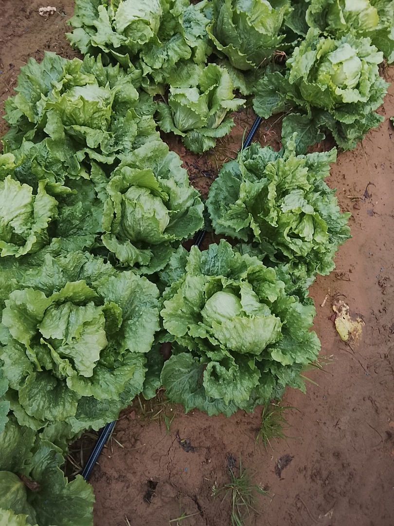 Buenas lechugas romana isasa y iceberg Precio se puede ajustar según...