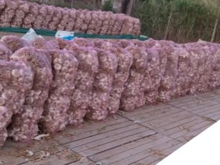 125000 bulbos en manojos de 25 piezas en bolsas