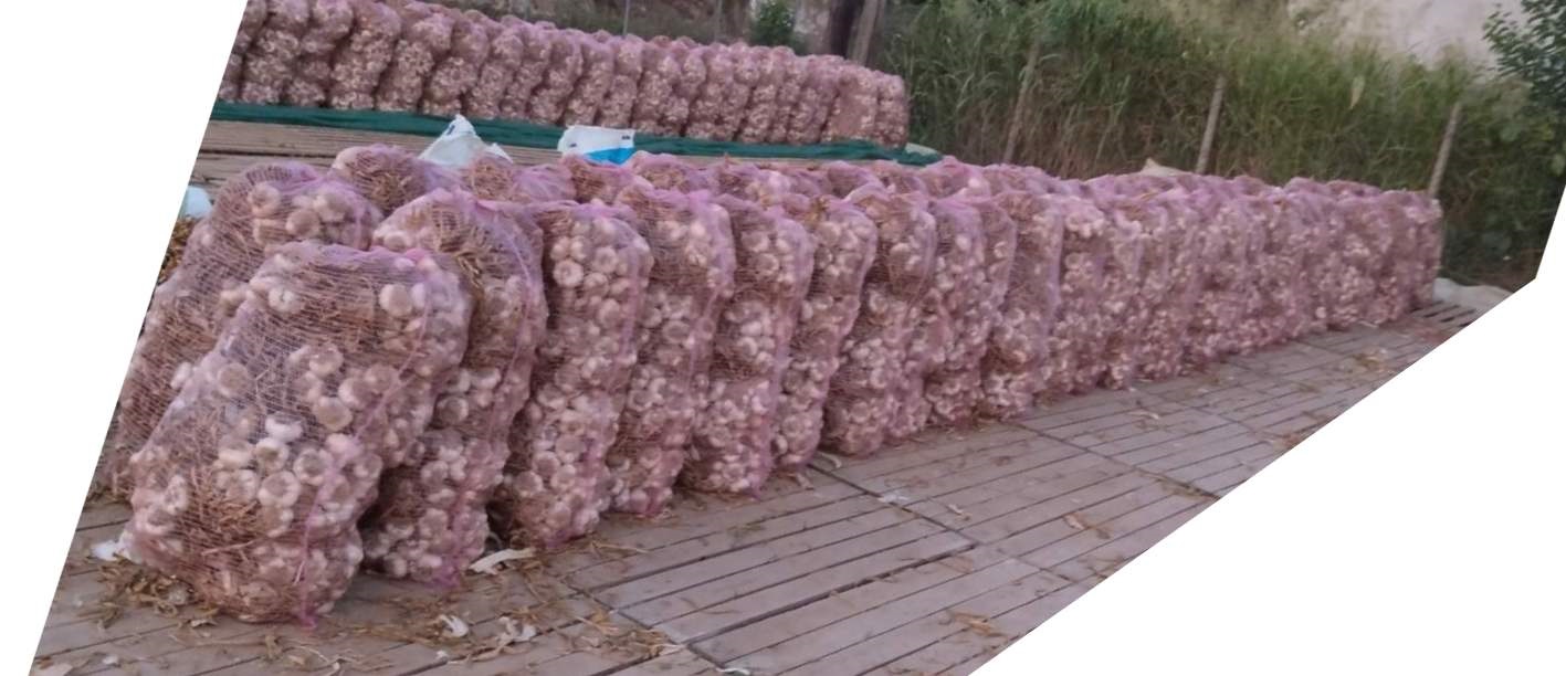 125000 bulbos en manojos de 25 piezas en bolsas