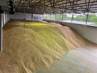 Vendemos espelta ecológica pelada de 2025 g en cantidades