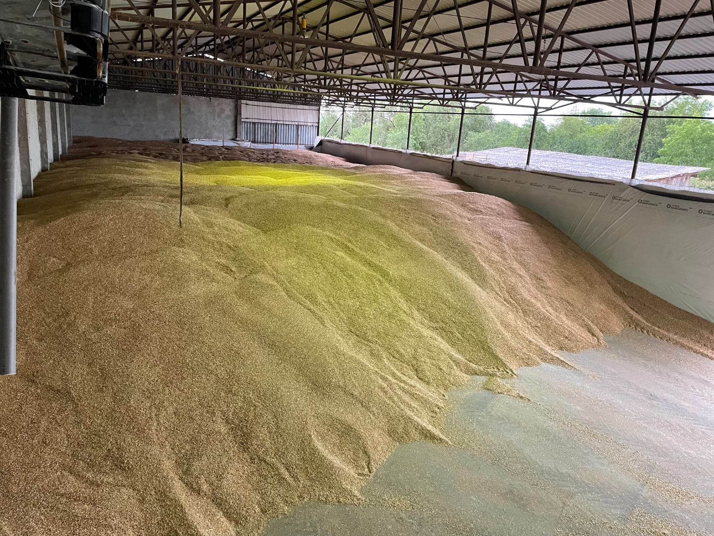 Vendemos espelta ecológica pelada de 2025 g en cantidades de hasta 20 toneladas, envasada en bolsas jumbo
