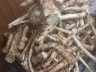 Rábano picante casero en venta en raíces en frascos
