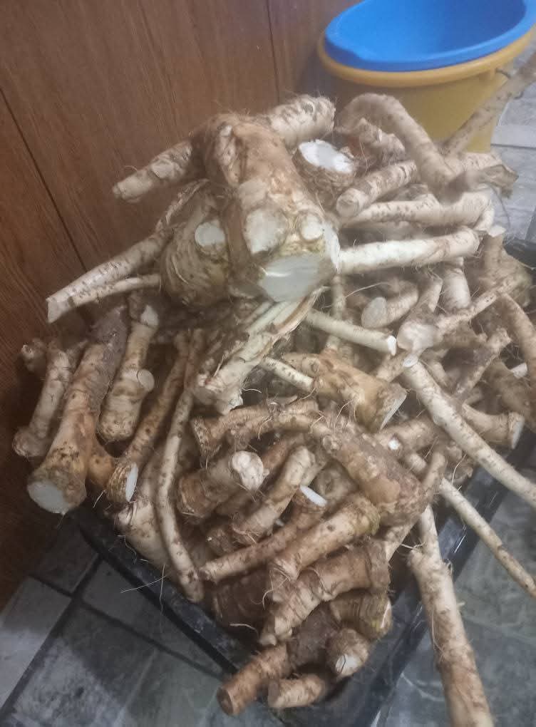 Rábano picante casero en venta en raíces en frascos
