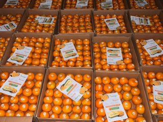 Nos complace ofrecer naranjas frescas de primera calidad directamente
