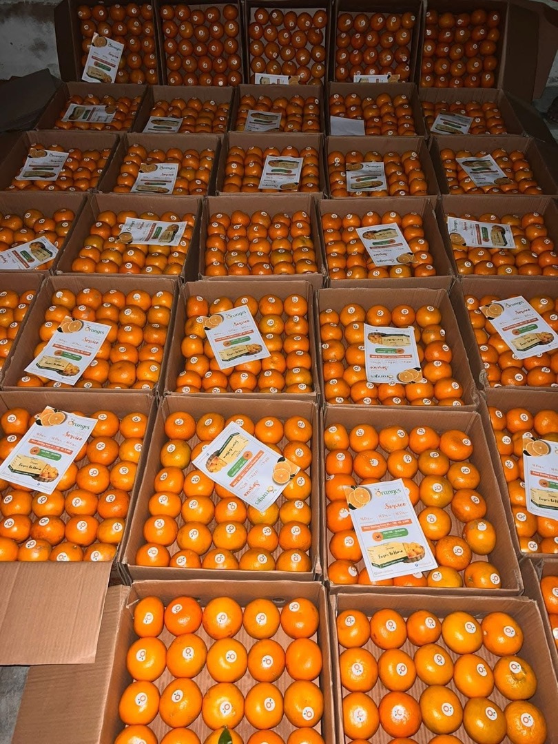 Nos complace ofrecer naranjas frescas de primera calidad directamente desde Pakistán, provenientes de fincas bien gestionadas y cosechadas en su punto óptimo