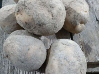 Vendo patatas comestibles de las siguientes variedades: Queen Anna,