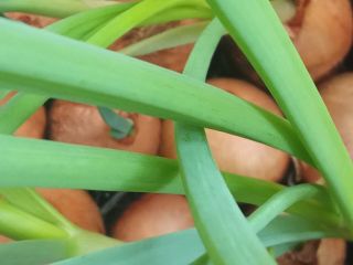 Ofrezco cebollino cultivado a partir de cebollas cultivadas en