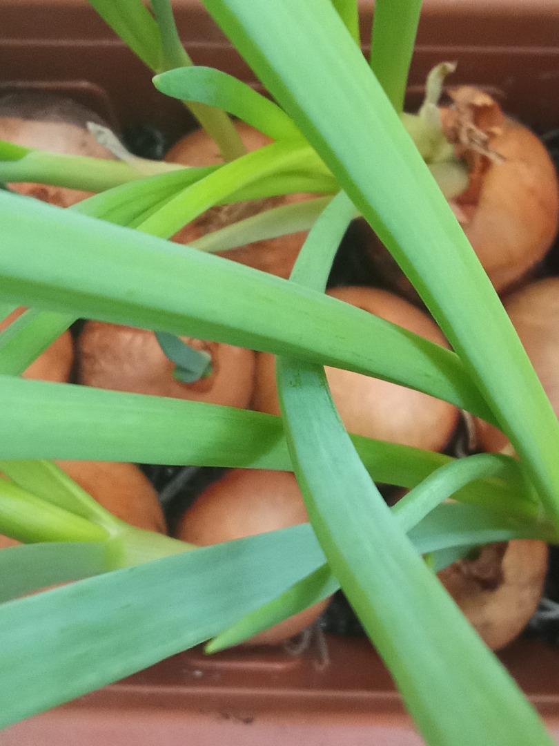Ofrezco cebollino cultivado a partir de cebollas cultivadas en el césped