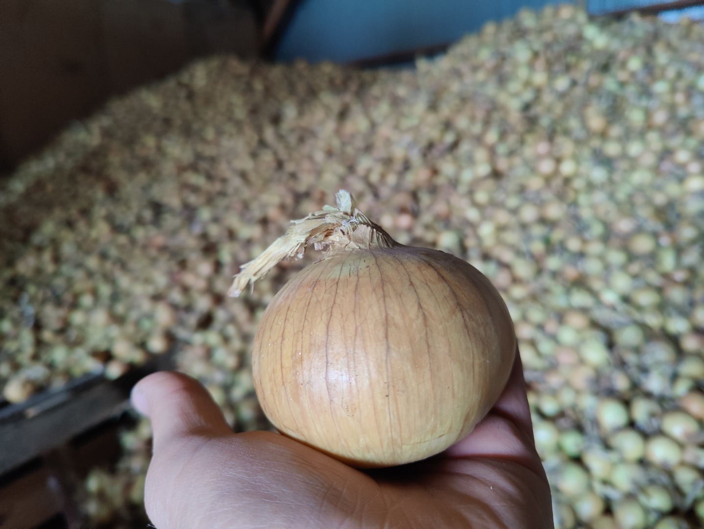 Vendo cebollas amarillas en bolsas de 5 a 10 kg