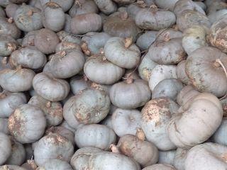 Vendo calabaza híbrida Crown Prince para hornear.