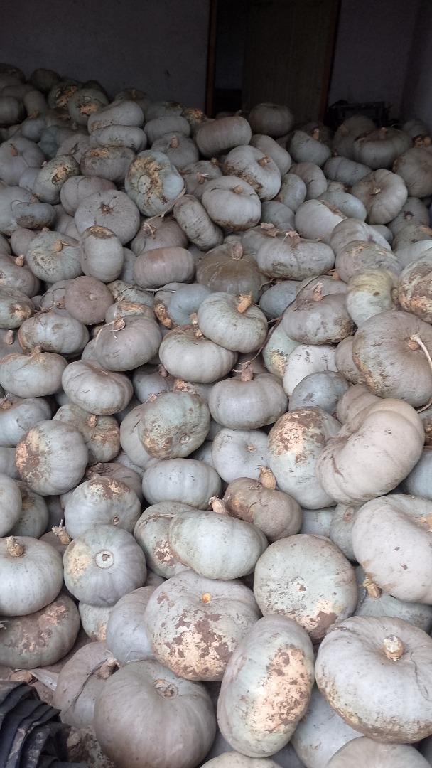 Vendo calabaza híbrida Crown Prince para hornear