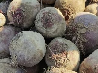 Se venden remolachas rojas orgánicas certificadas de la variedad