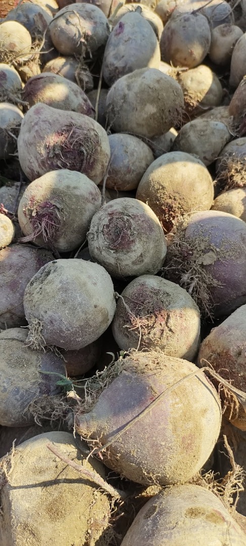 Se venden remolachas rojas orgánicas certificadas de la variedad Monty