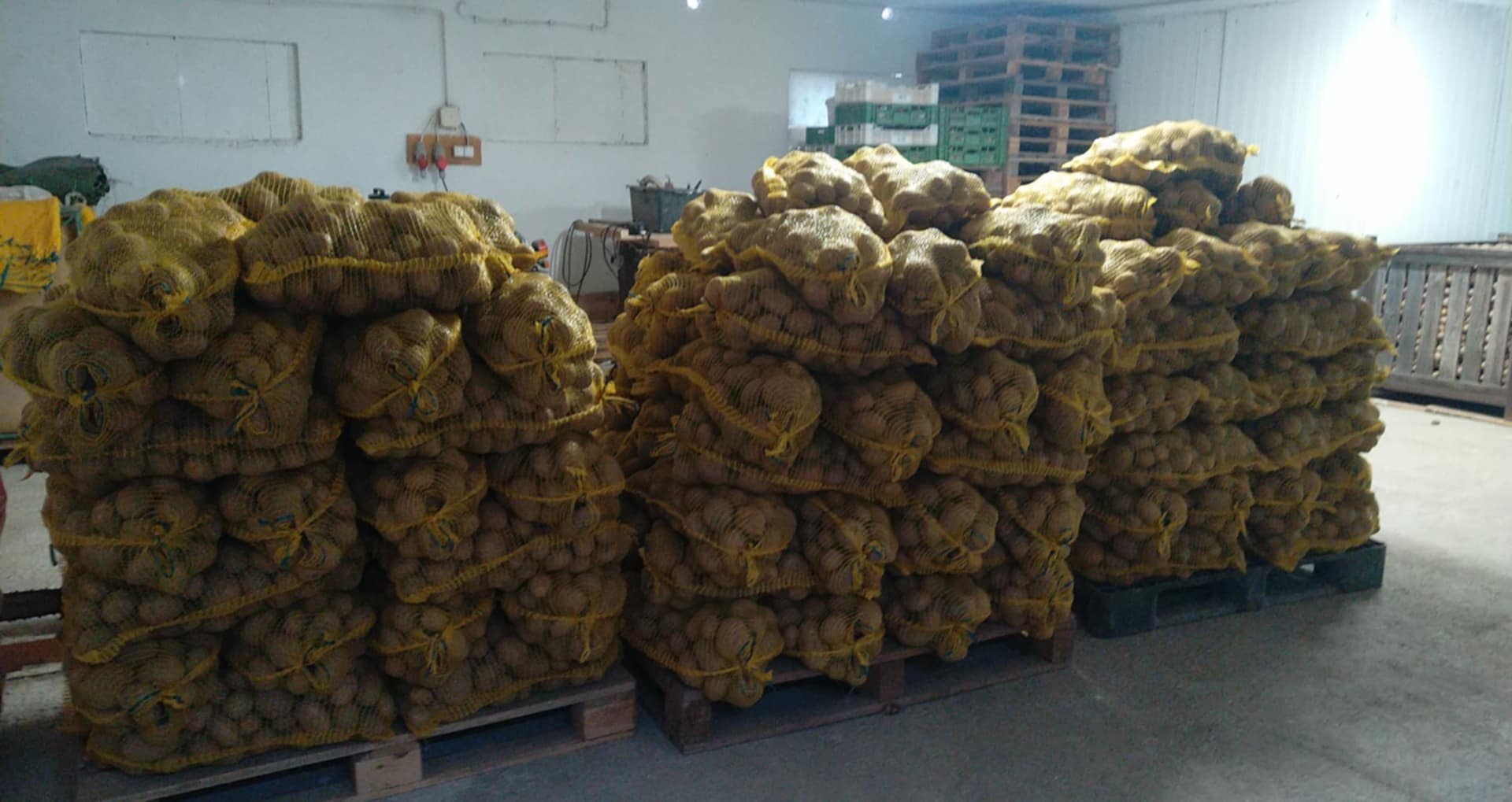 Venta de papas Gala, Belana y Vineta