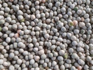 Guisantes verdes para exportación | Venta de guisantes verdes