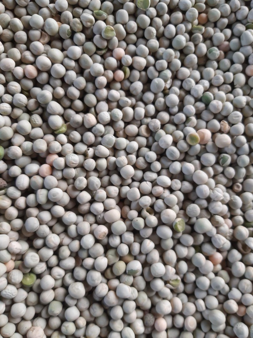 Guisantes verdes para exportación | Venta de guisantes verdes para consumo humano procedentes de Ucrania