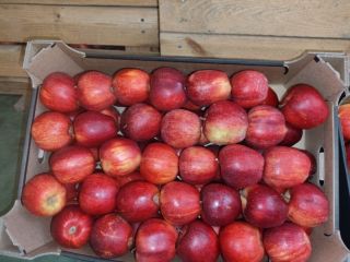 APPLE POINT vende manzanas Jonaprince Idared, Jonagored Champion Gala