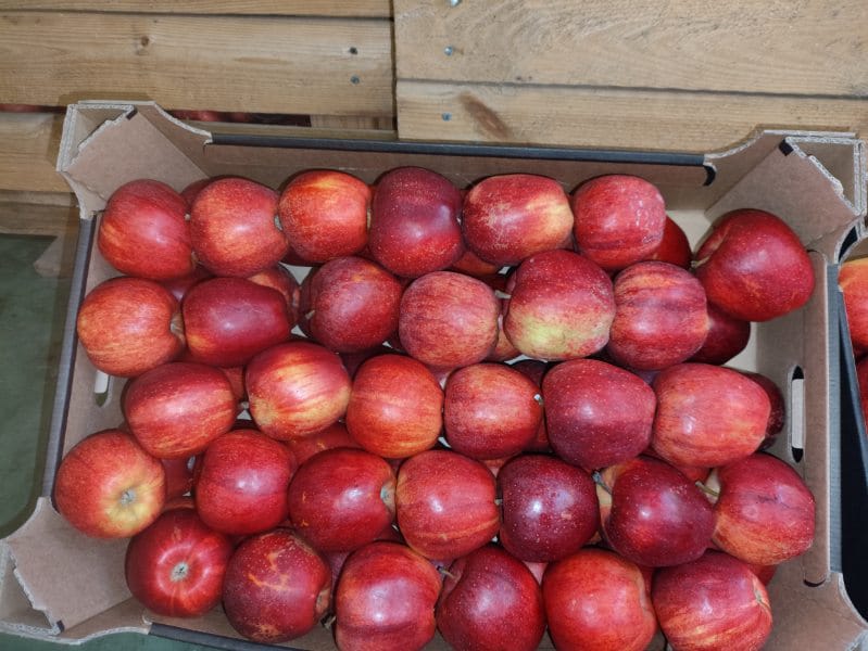 APPLE POINT vende manzanas Jonaprince Idared, Jonagored Champion Gala y LigolGloster Golden en varios tamaños (teléfono) u otras a pedido