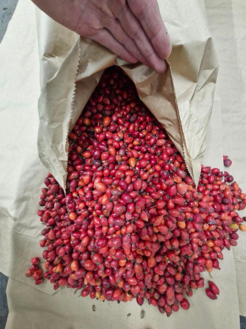 Vendo escaramujos silvestres congelados, 40 t