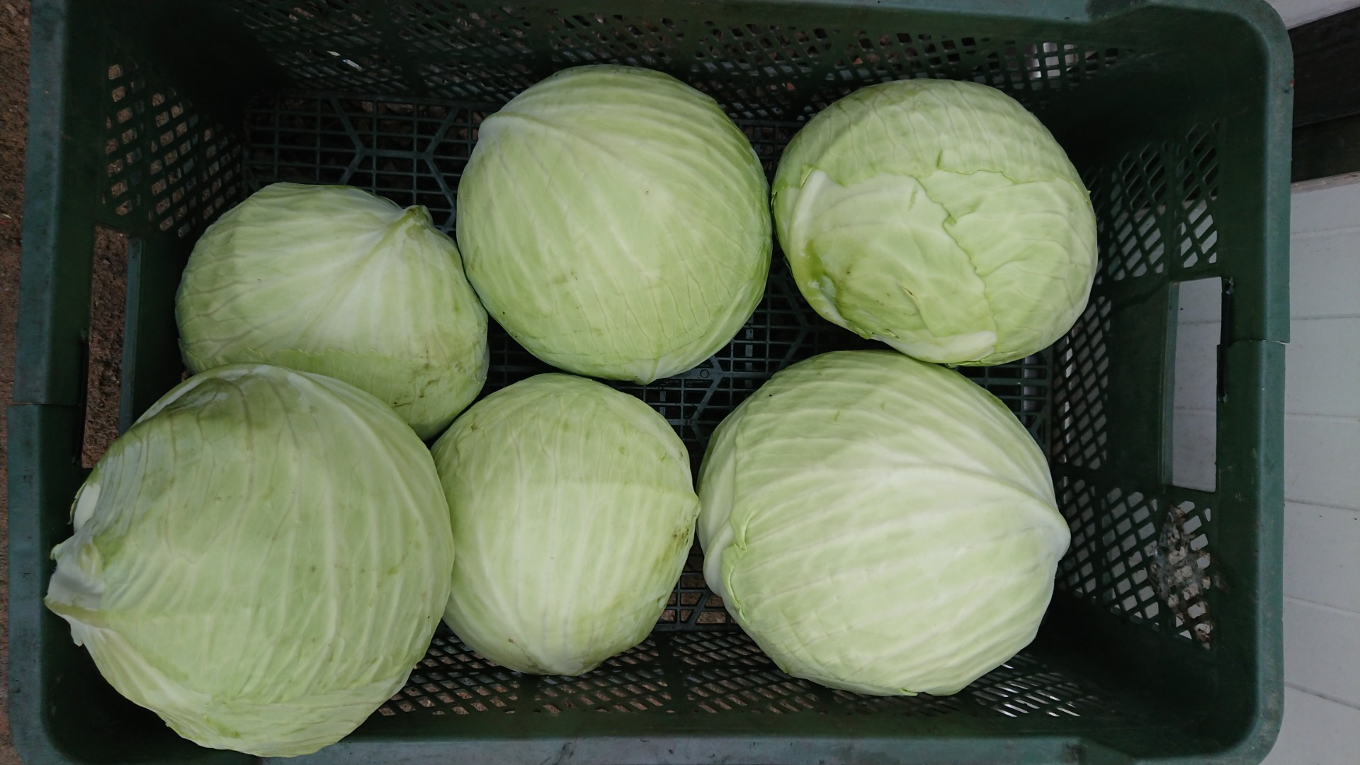 Vendo repollo blanco en el mercado o en la industria de encurtidos