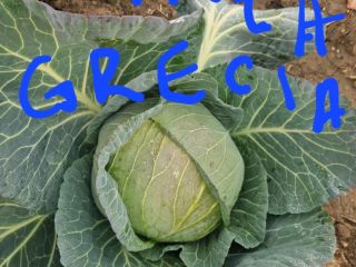 COL BLANCA FRESCA DIRECTAMENTE DEL PRODUCTOR, ESPERAMOS SUS OFERTAS