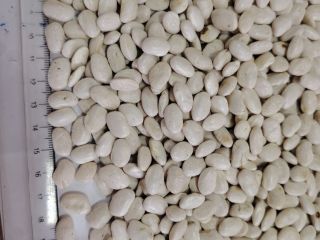 Vendemos frijoles al por mayor: - frijoles blancos, calibre