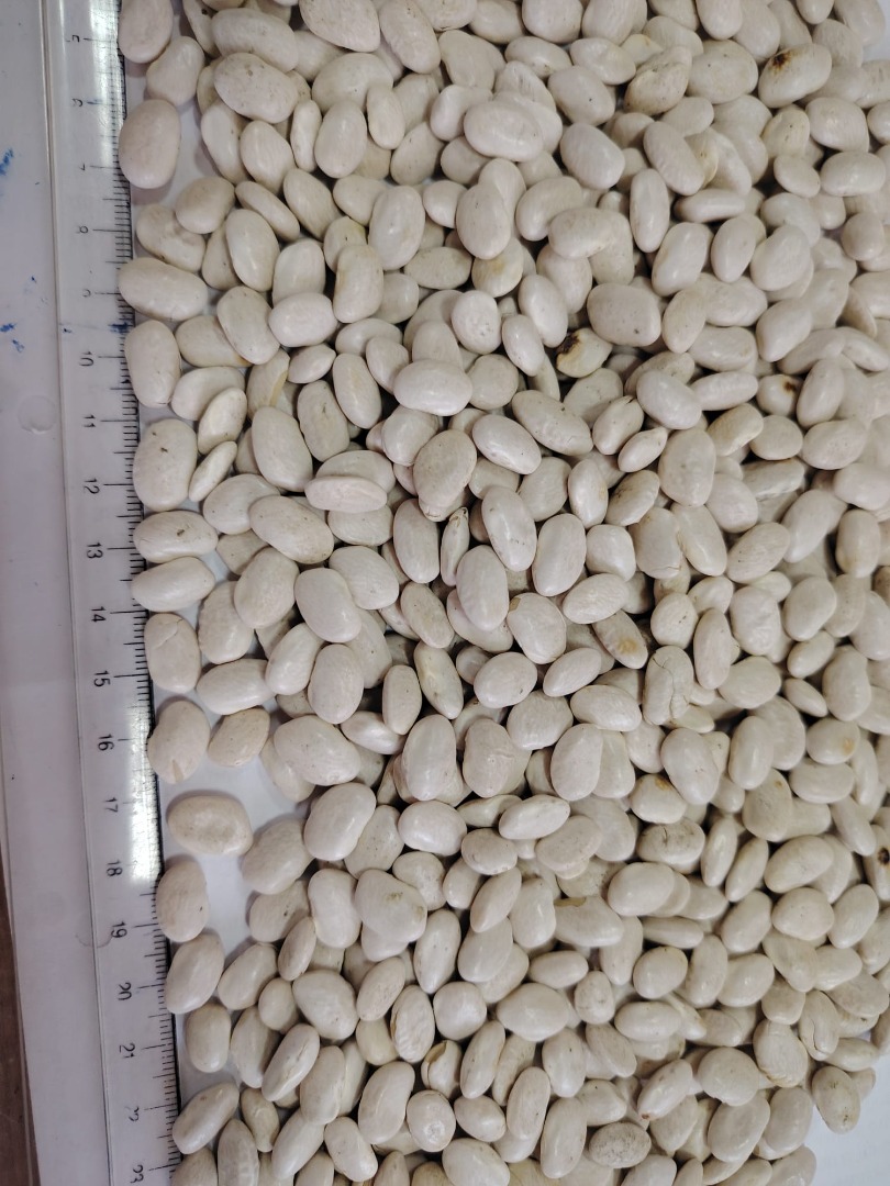 Vendemos frijoles al por mayor: - frijoles blancos, calibre 260-270 granos en 100 gramos, pureza 99.9%, en big bags de 1100 kg, lotes de 23 toneladas