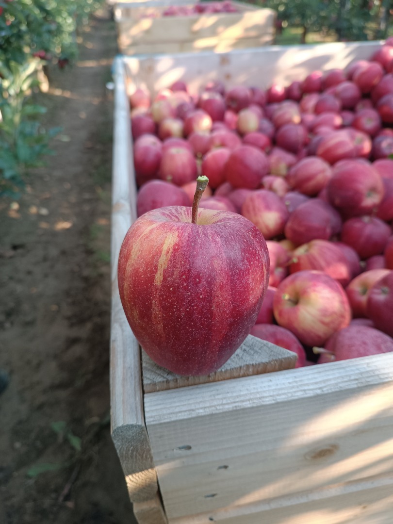 Hola, tengo 100 toneladas de galia rayada a la venta
