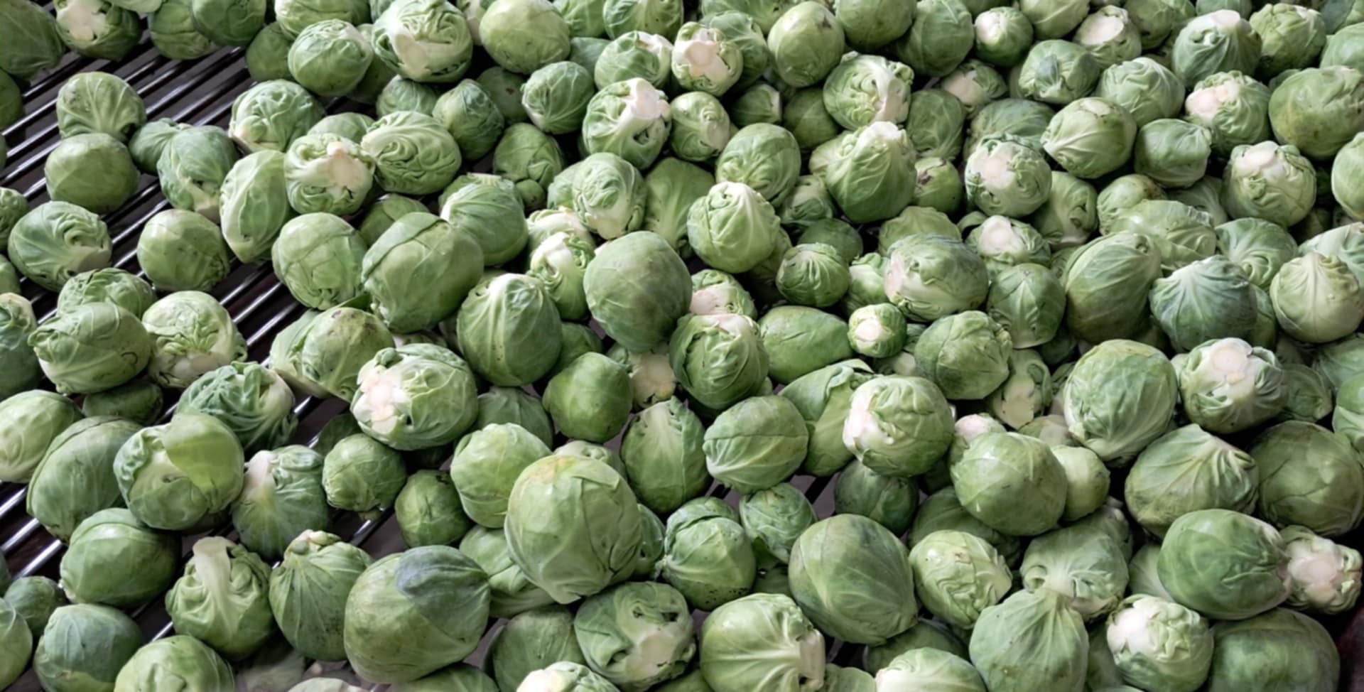 Venta de coles de Bruselas, producto sano y limpio, embalaje negociable