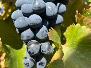 Uvas de mesa para exportación ofrecemos buena calidad factura,