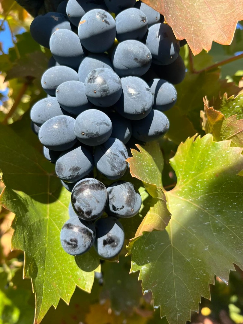 Uvas de mesa para exportación ofrecemos buena calidad factura, bayas grandes y apariencia comercial grandes cantidades disponibles