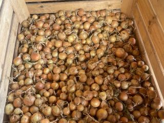 Hola, vendo cebollas blancas y rojas cultivadas a partir