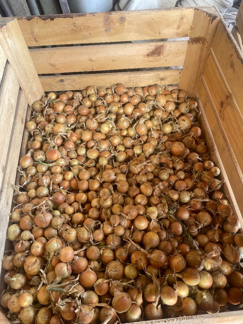 Hola, vendo cebollas blancas y rojas cultivadas a partir de semillas en mi propia finca
