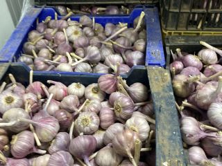 Venderé harnas de ajo calibre 50 + 60 +