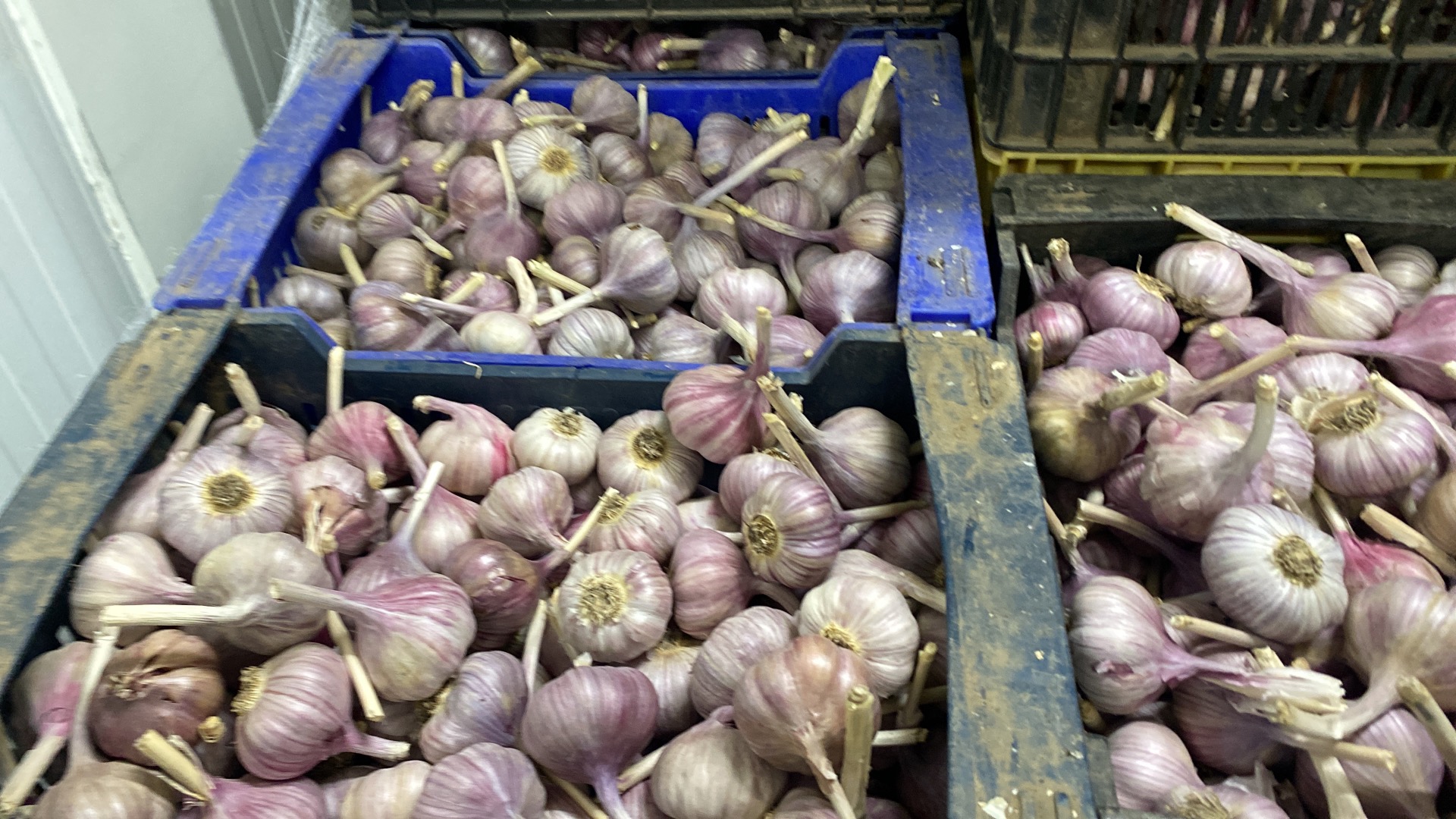 Venderé harnas de ajo calibre 50 + 60 + Tenemos ajo de Kazastán precio 15 PLN Ajo de Argentina, precio 14 PLN Cualquier pregunta por correo electrónico O