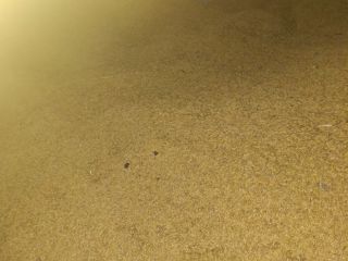 Vendo avena, mas información al teléfono [teléfono]